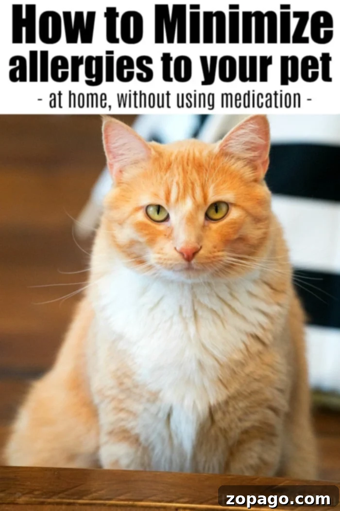A beautiful domestic short-haired cat relaxing, symbolizing pet dander allergy management at home.