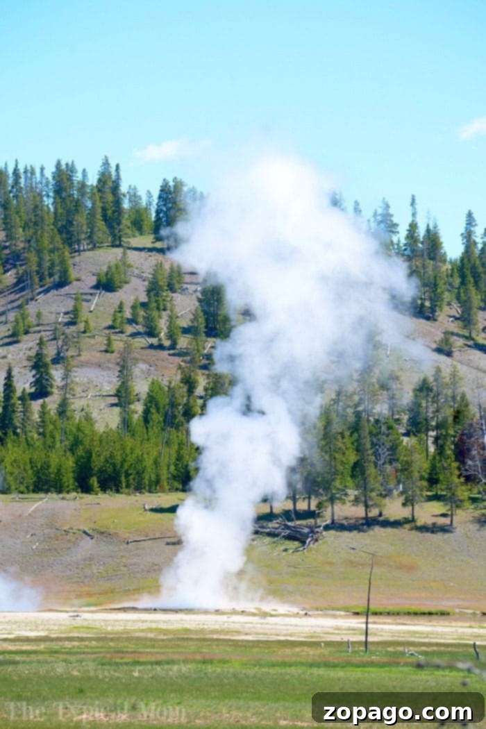 The Middle School Homeschool Playbook 6 Yellowstone geysers, a prime example of a homeschool field trip destination