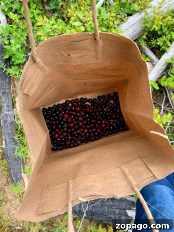 Huckleberry Delights 3 A person's hands gently holding a small cluster of freshly picked wild huckleberries, showcasing the fruit's natural beauty and the joy of huckleberry picking.