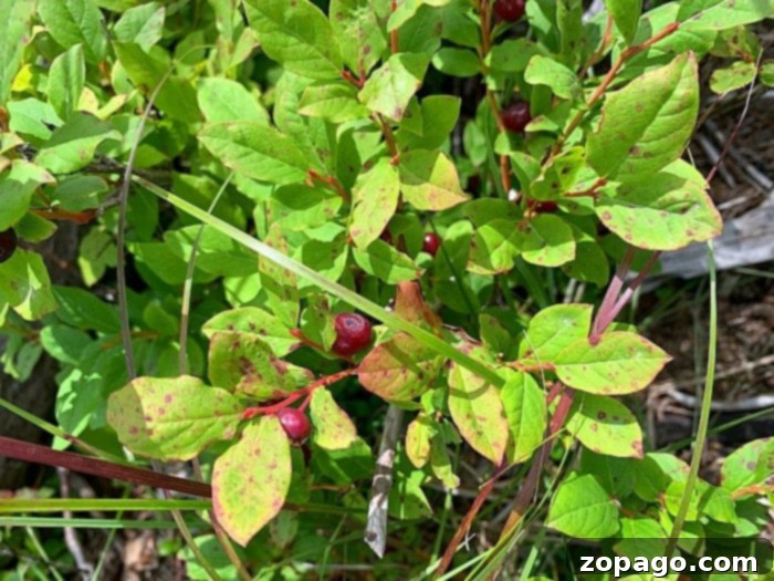 huckleberry bush with ripe, dark purple berries and green leaves, perfect for identifying wild huckleberries for recipes