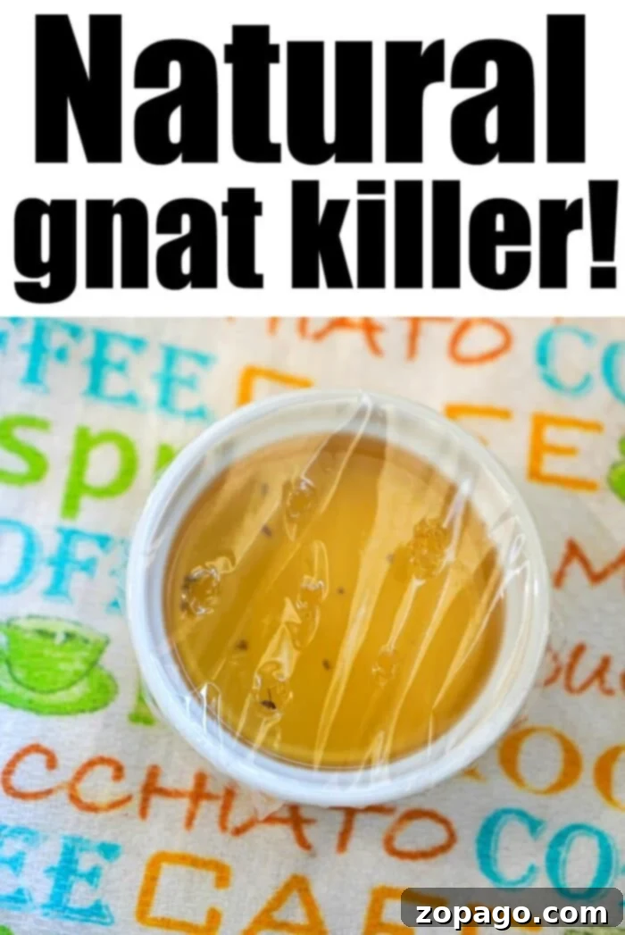 Naturally Eliminate Gnats For Good 2 how to get rid of gnats naturally