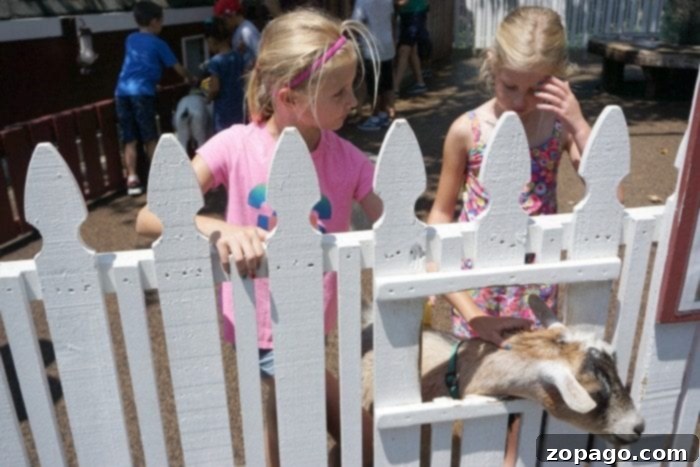 Adventure City in Anaheim is a great amusement park for kids with rides, shows and a petting zoo. Reasonably priced tickets with lots to offer young kids! Adventure City Family Fun: Petting Zoo and Shows