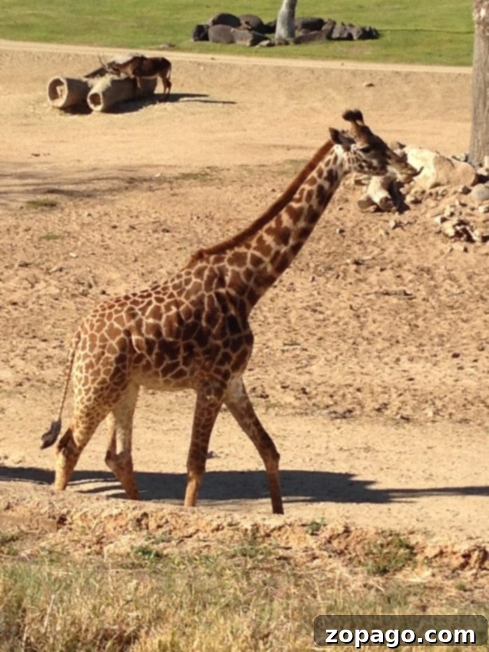 Close Encounter with a Giraffe on the San Diego Safari Park Tram A majestic giraffe walking alongside the tram at San Diego Safari Park, observed by visitors