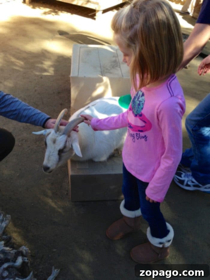 Hands-On Fun at the San Diego Safari Park Petting Zoo Children happily petting friendly goats in the interactive petting zoo at San Diego Safari Park