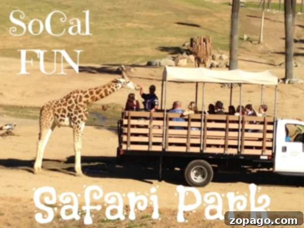 Immersive Safari Experience: Giraffe Encounter at San Diego Safari Park Visitors on a safari truck encountering a giraffe at San Diego Safari Park, with text overlays 'SoCal FUN Safari Park' and 'San Diego Safari Park'