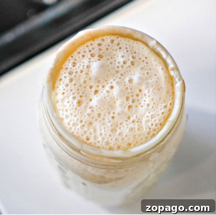 Homemade Sourdough Starter with All-Purpose Flour 9 A close-up of a bubbly, frothy sourdough starter in a glass jar, showing its active state and readiness for baking.