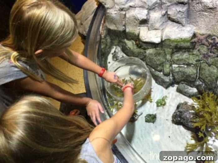 Over 100 Fun Things to Do with Kids in Southern California 8 Children captivated by marine life at Sea Life Aquarium, a top San Diego attraction