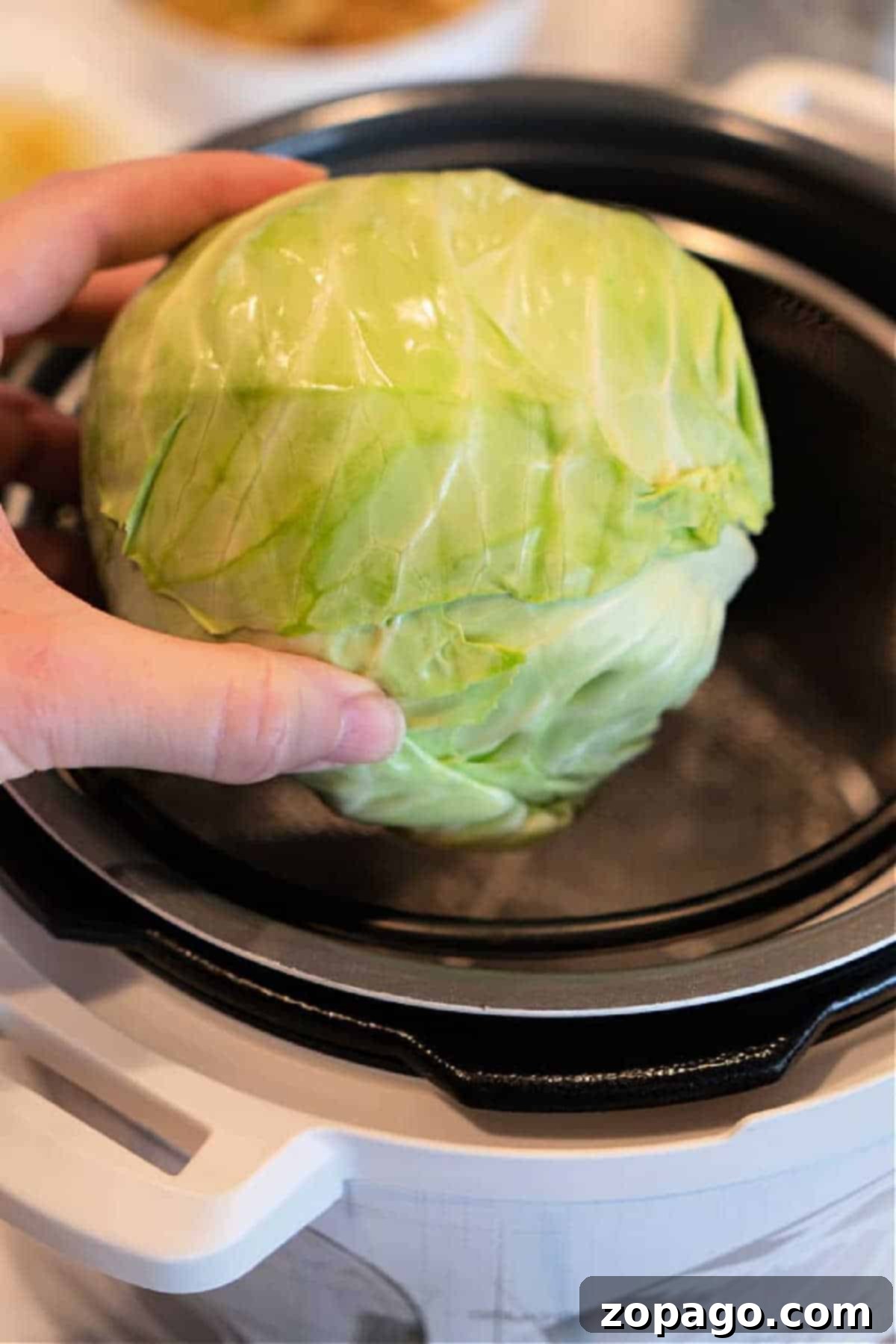 Mastering the Whole Cabbage 3 A hand demonstrates how to cook a whole cabbage by placing it into an Instant Pot or electric pressure cooker.